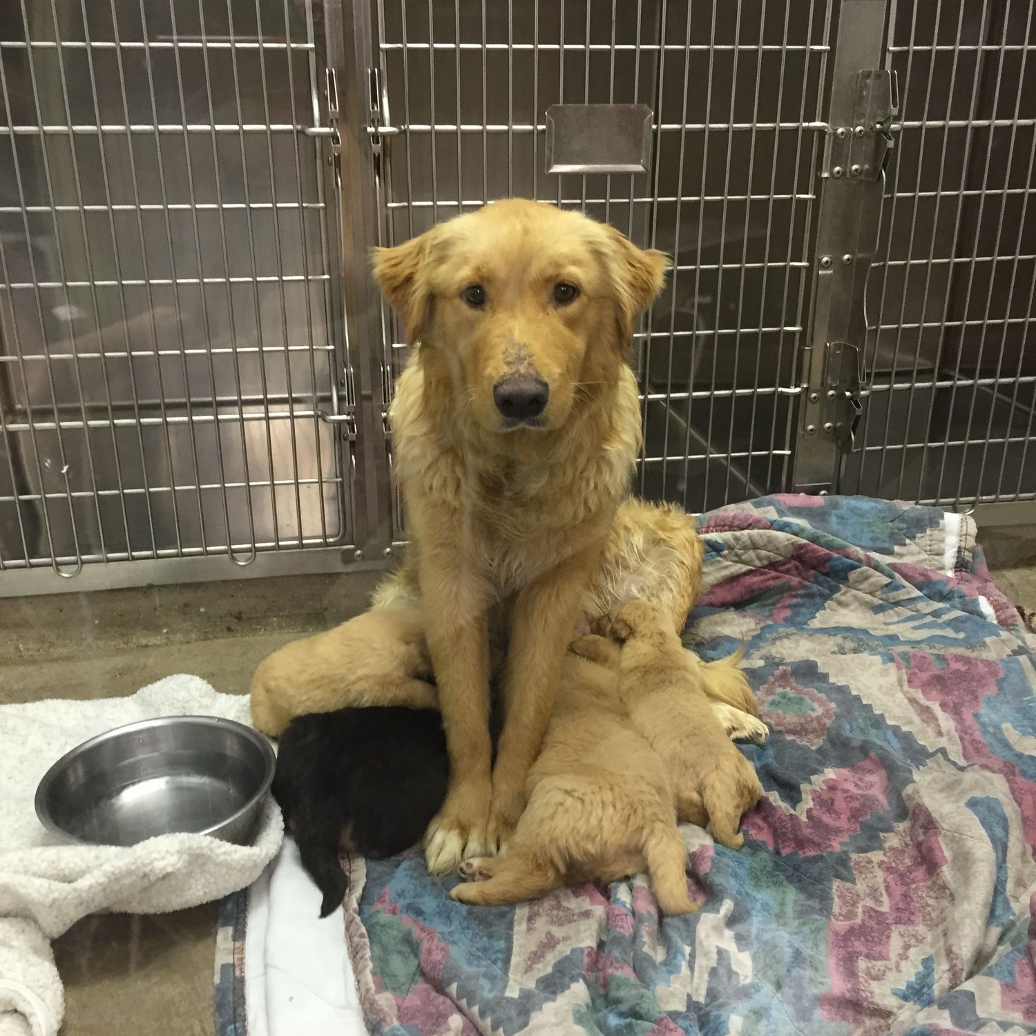 Golden Retriever Puppies For Adoption Texas