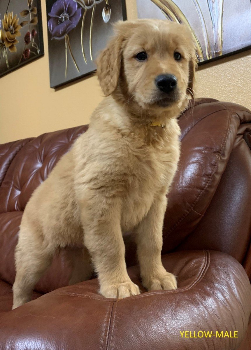 Golden Retriever Puppies For Sale 200 Oregon / Golden ...