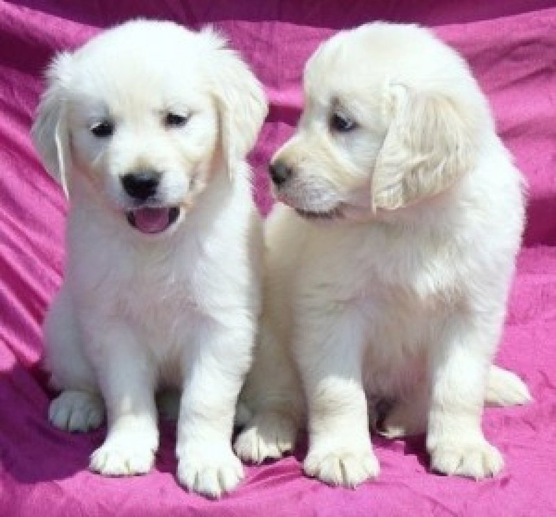 Golden Retriever puppies FOR SALE ADOPTION from Canberra ...