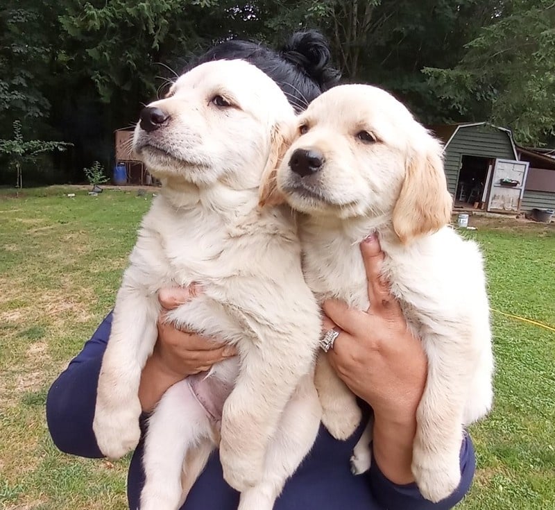 Golden Retriever Puppies FOR SALE ADOPTION from Stanwood Washington ...