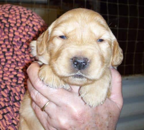Golden Retriever Puppies For Sale Bend Oregon : Labrador Retriever ...
