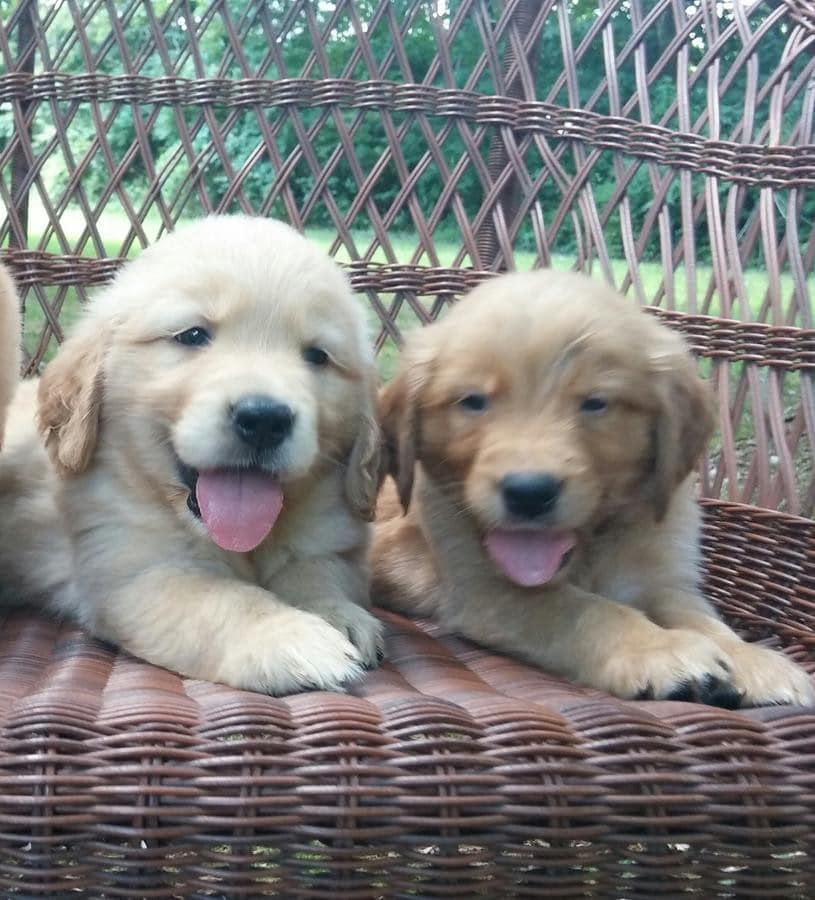 " Golden Retriever"  Puppies For Sale