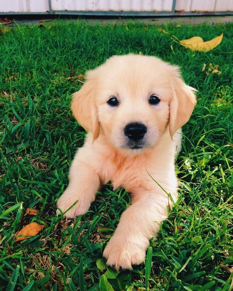 Golden Retriever Puppies For Sale FOR SALE ADOPTION from Saint Helens ...