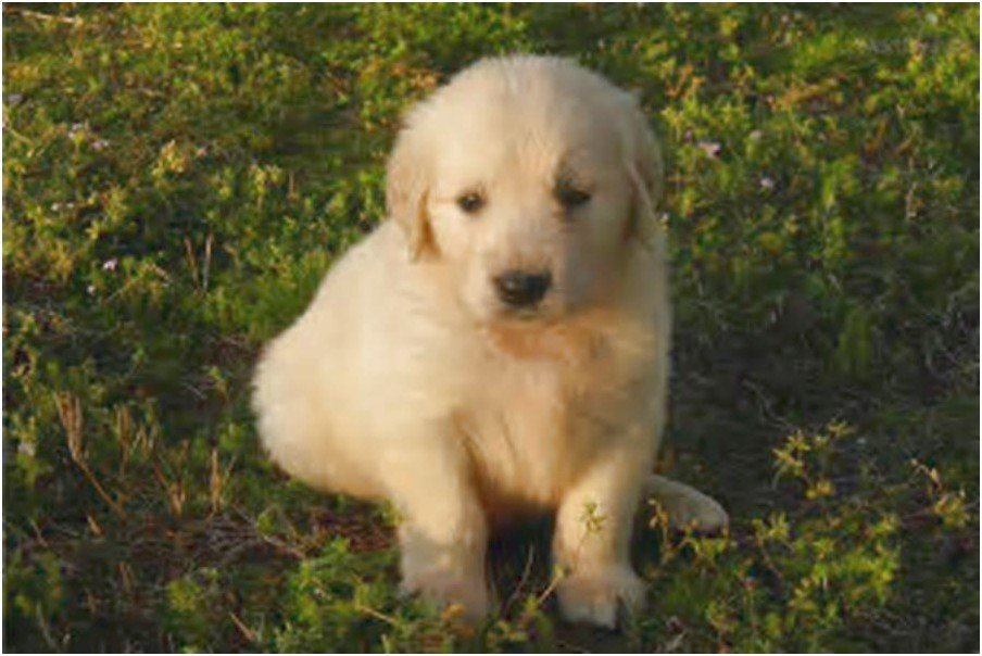 Golden Retriever Puppies For Sale In Alabama