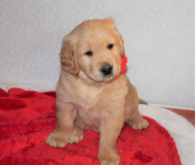 Golden Retriever Puppies for Sale in Columbus, Ohio