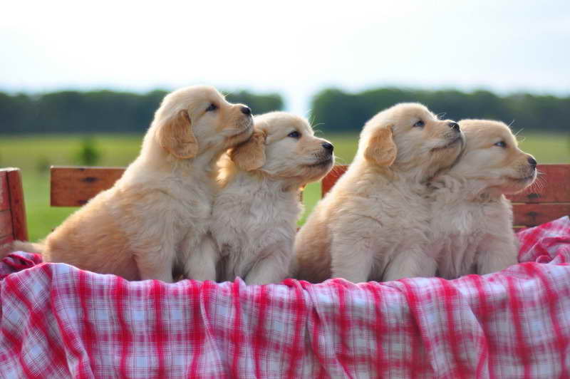 Golden Retriever Puppies For Sale In Dayton Ohio