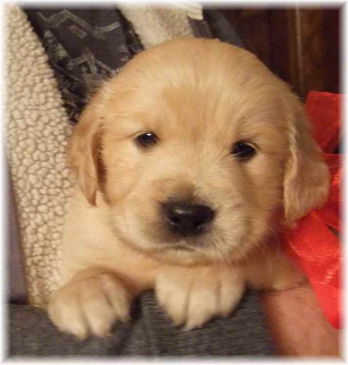 Golden Retriever Puppies For Sale In Ga