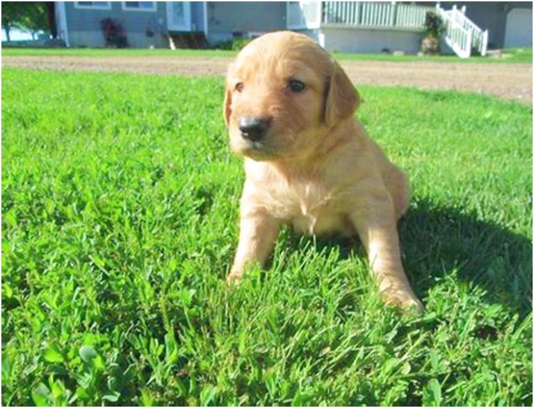 Golden Retriever Puppies For Sale In Iowa