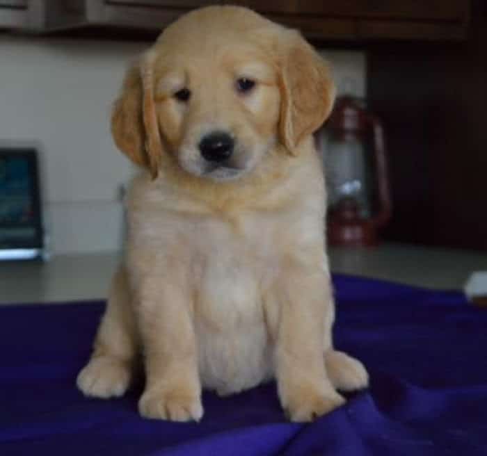 Golden Retriever Puppies For Sale In Michigan