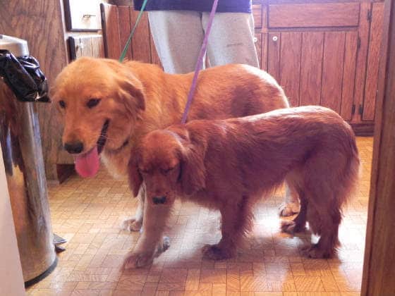 Golden Retriever Puppies For Sale In Mn