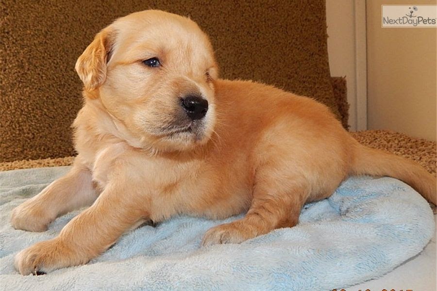 Golden Retriever Puppies For Sale In Nappanee Indiana ...