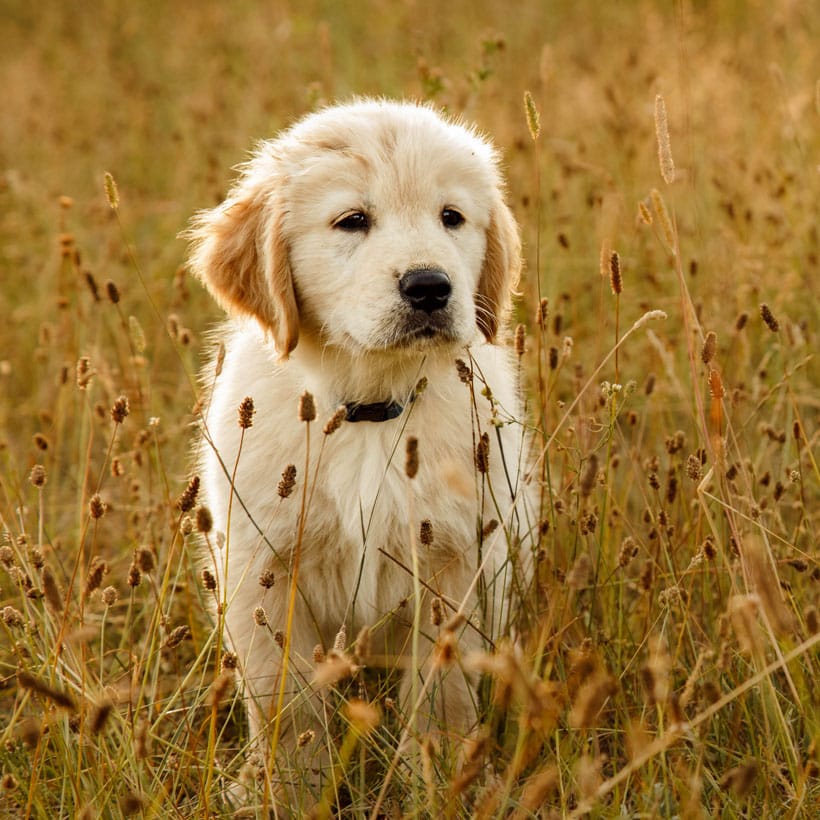 Golden Retriever Puppies For Sale In Northern California / Golden ...