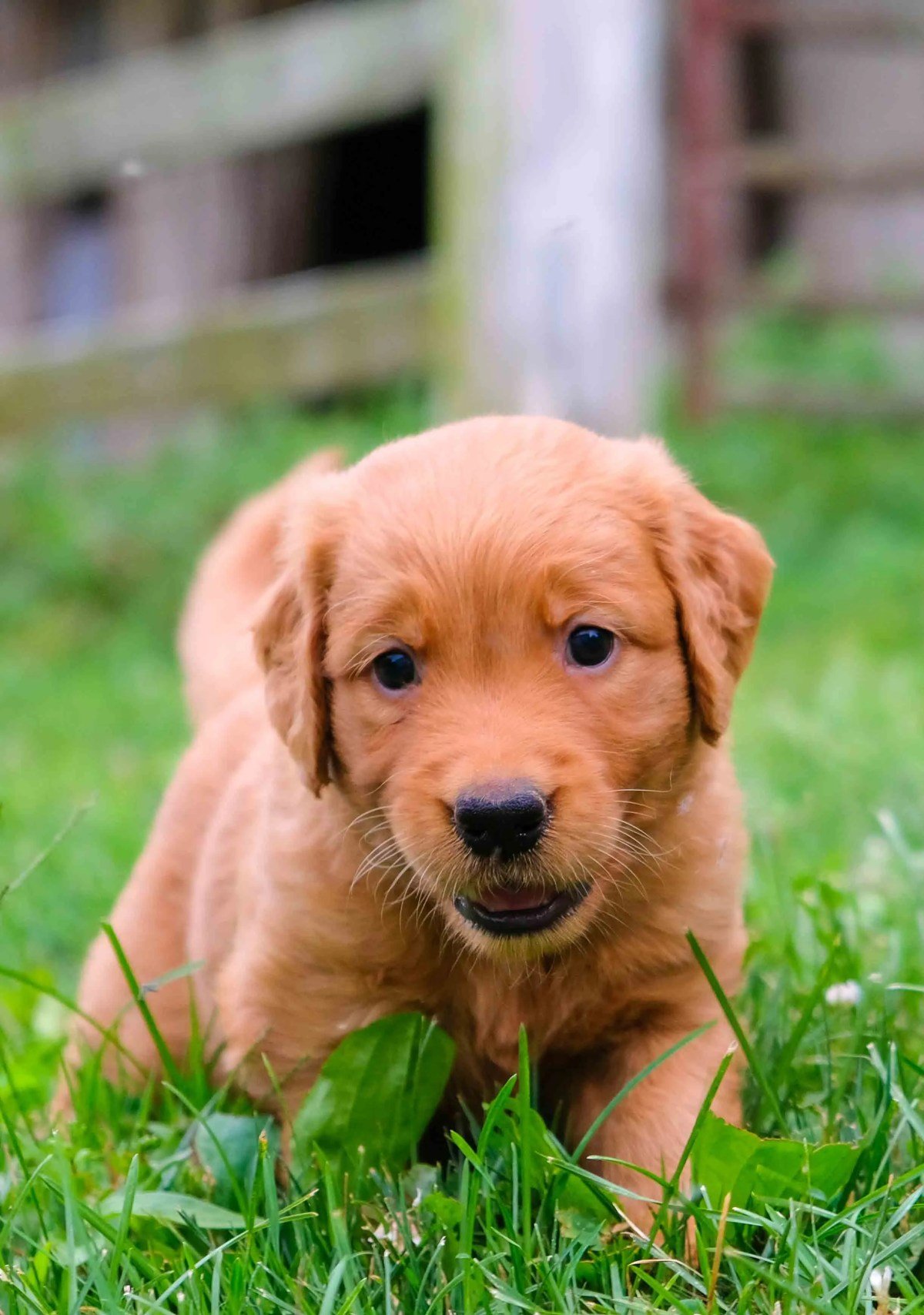 Golden Retriever Puppies for Sale in Ohio