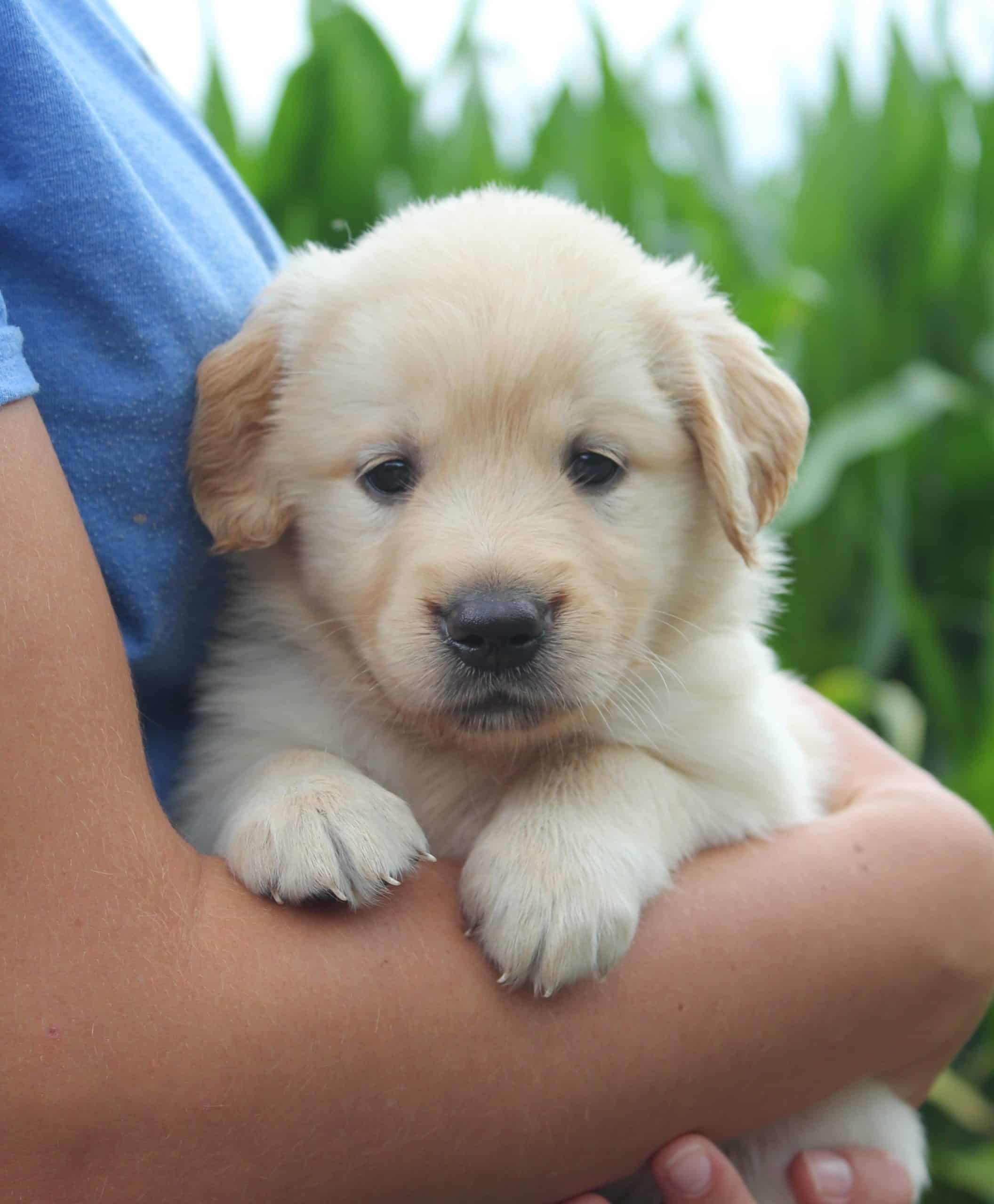 Golden Retriever Puppies For Sale In Ohio