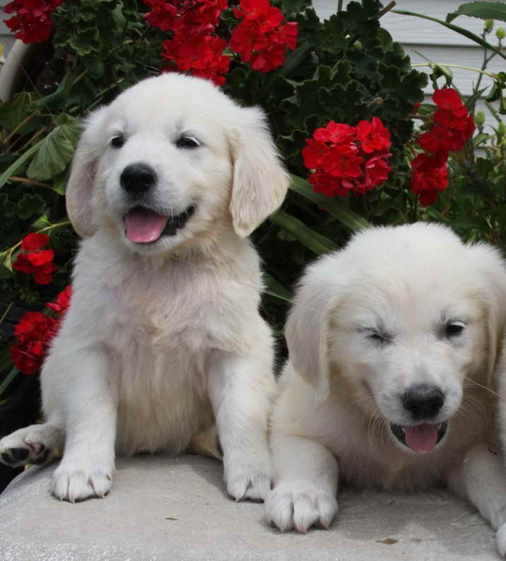 Golden Retriever Puppies For Sale In Rochester Mn