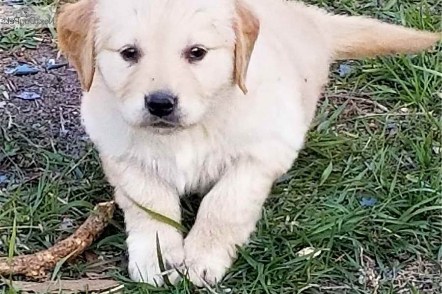 Golden Retriever Puppies For Sale In St Louis Mo