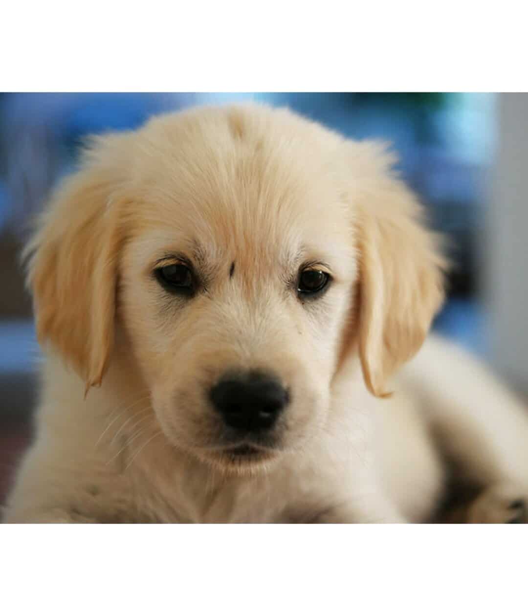 Golden Retriever Puppies for sale in UK