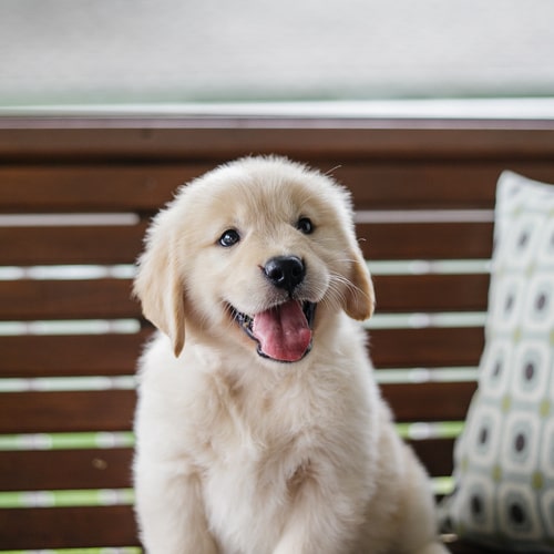 Golden Retriever Puppies For Sale In Upstate Ny