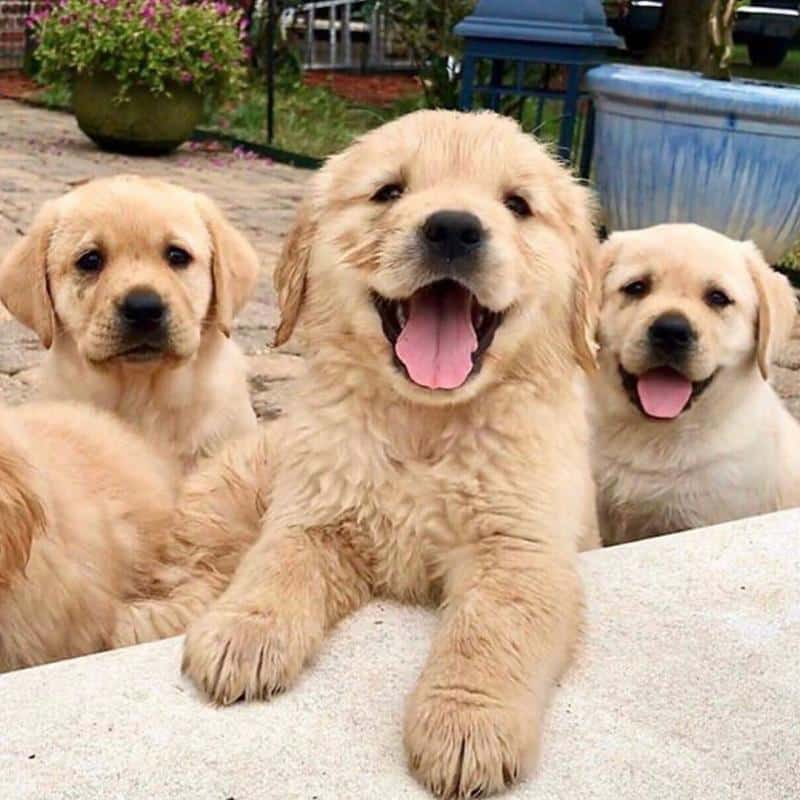 Golden Retriever Puppies For Sale In Vancouver Bc