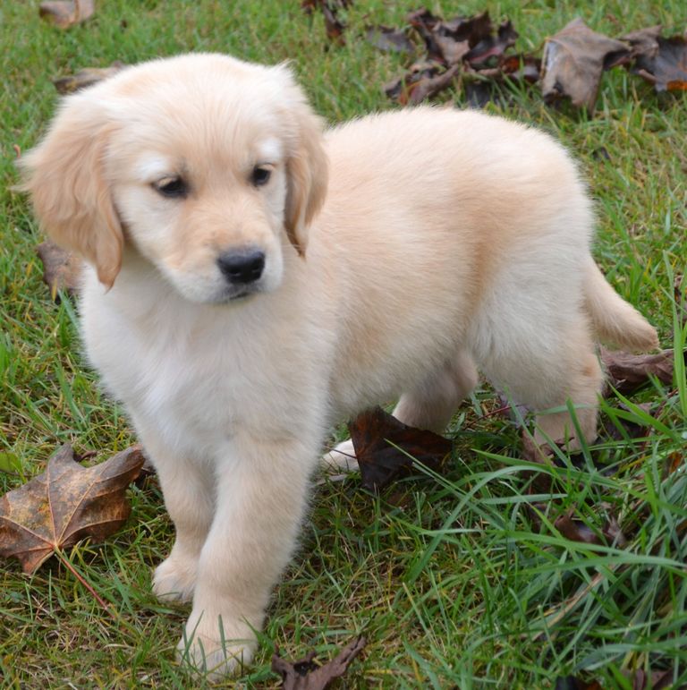 Golden Retriever Puppies For Sale Madison Wi / AKC Beautiful Sky Girl ...