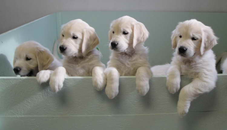 Golden Retriever Puppies For Sale Massachusetts