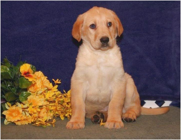 golden retriever puppies for sale near harrisburg pa