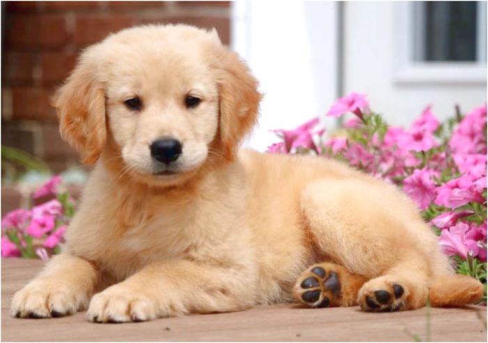 golden retriever puppies for sale near me hoobly