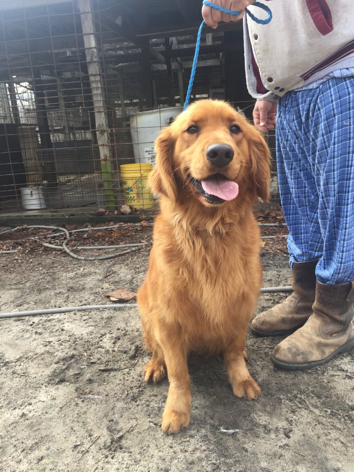 Golden Retriever Puppies for sale near Raleigh, NC within 100 miles