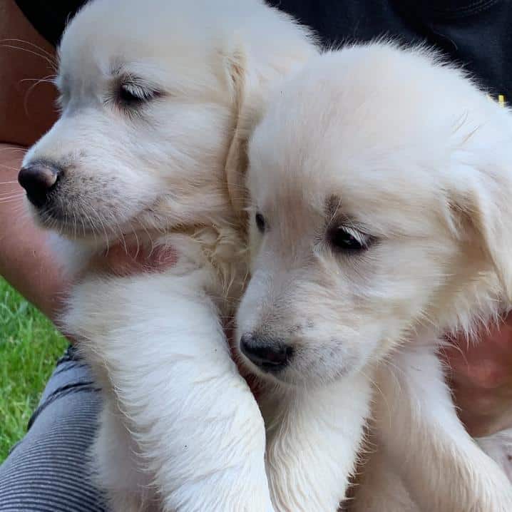 Golden Retriever Puppies For Sale Plainville Ct : Ct Breeder Golden ...