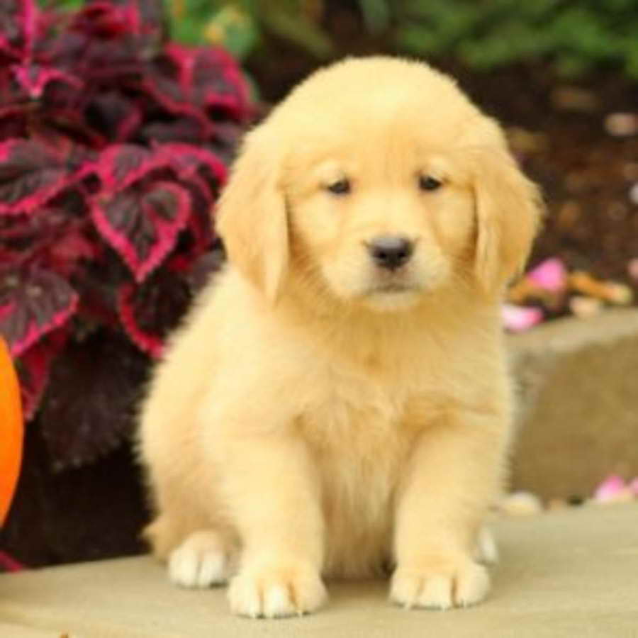 Golden Retriever Puppies For Sale Price