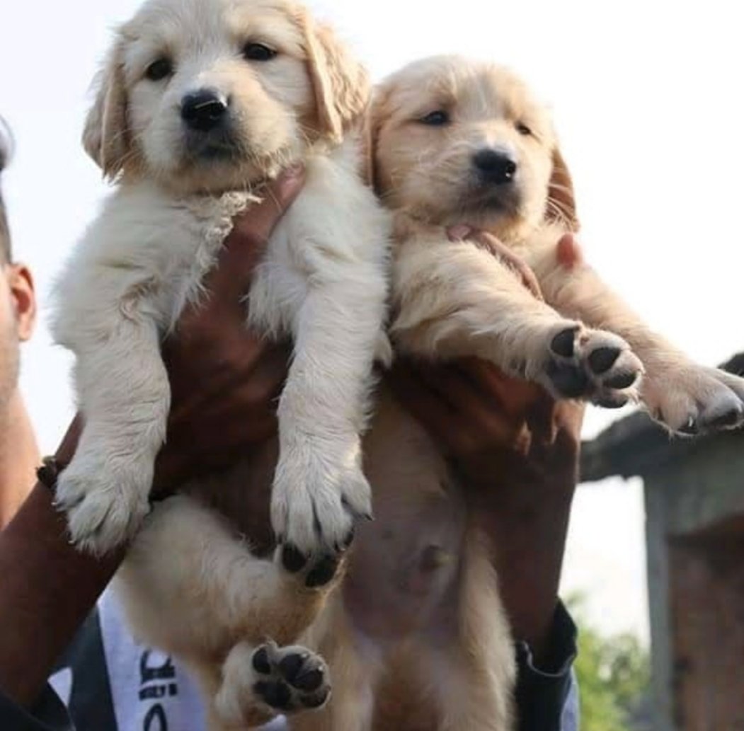 golden retriever puppies for sale, retriever puppies san diego