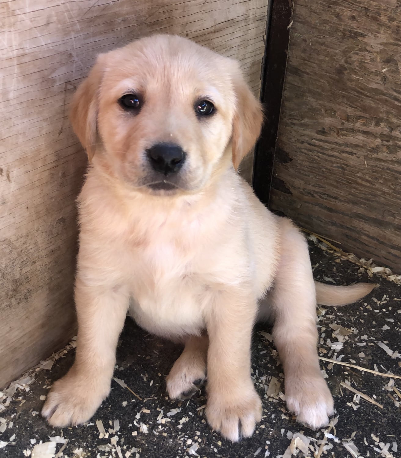 Golden Retriever Puppies Idaho Boise : Engaging Tails: Marley