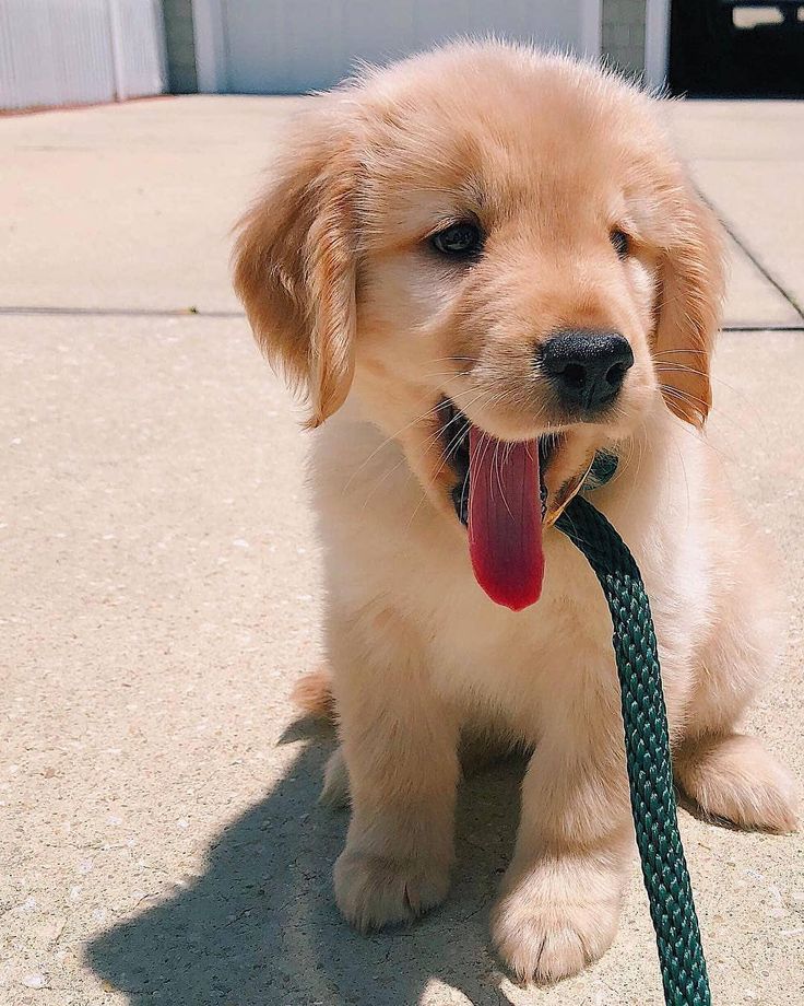 Golden Retriever Puppies In Louisiana And Mississippi