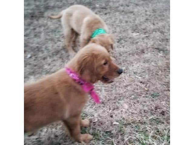 Golden Retriever Puppies in Texas in Clyde, Texas