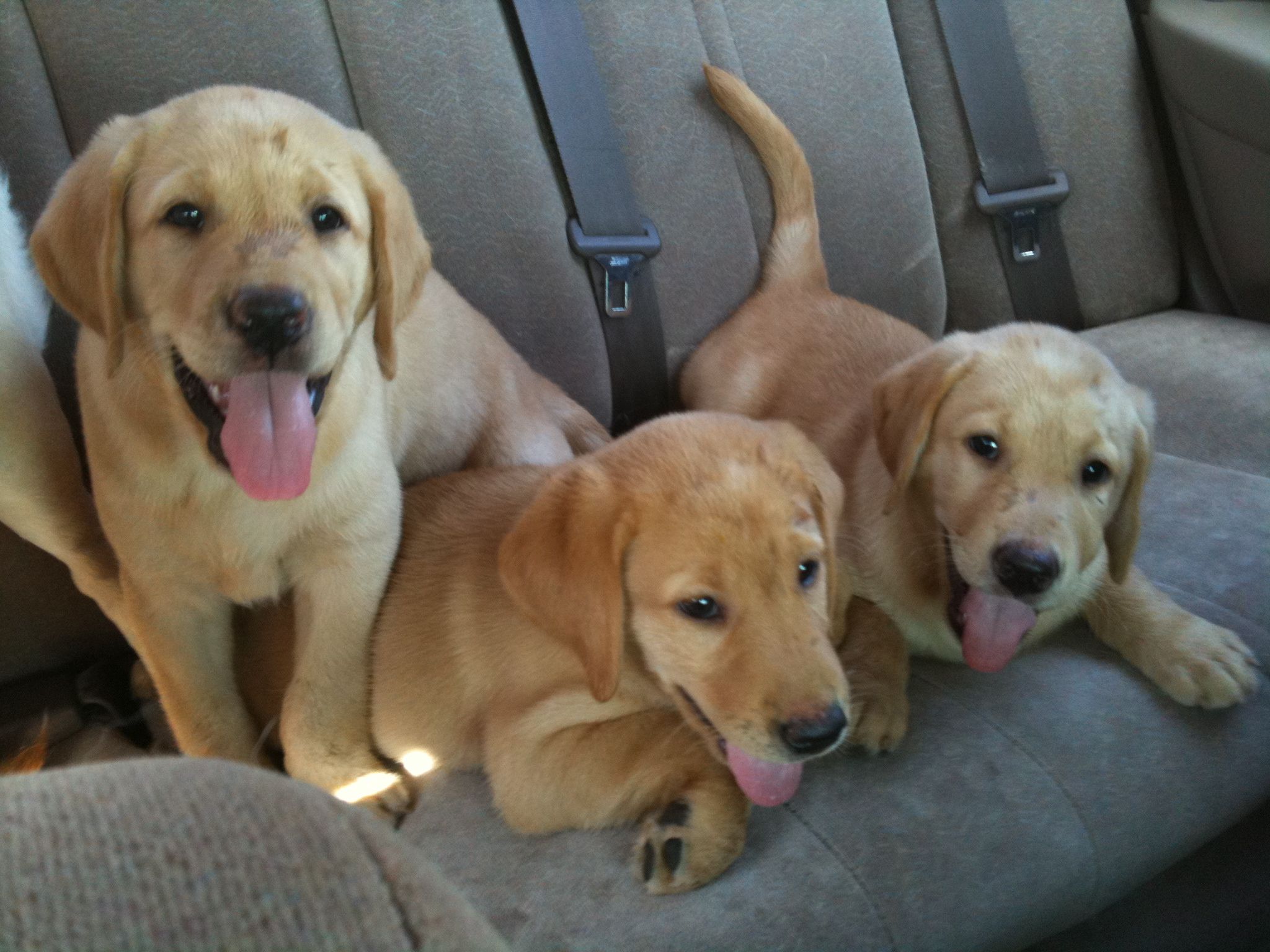 Golden Retriever Puppies Knoxville Tennessee
