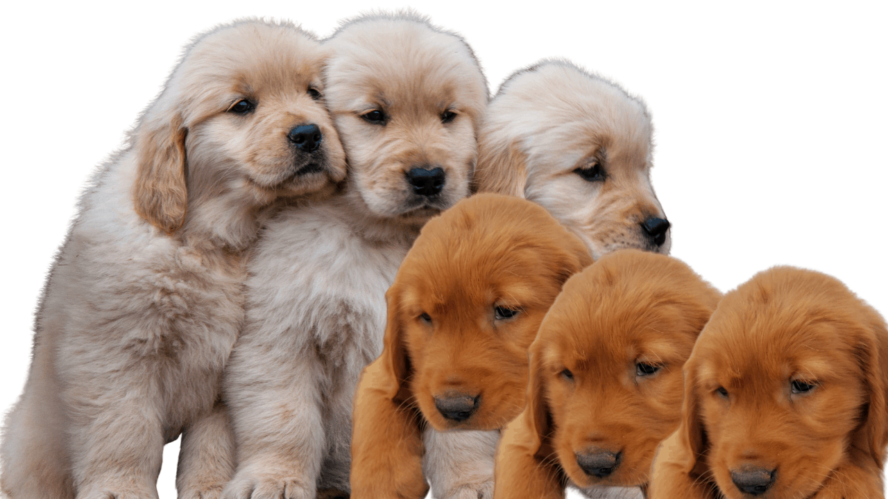 Golden Retriever Puppies Mn Facebook / Cuteness Overloaded ...
