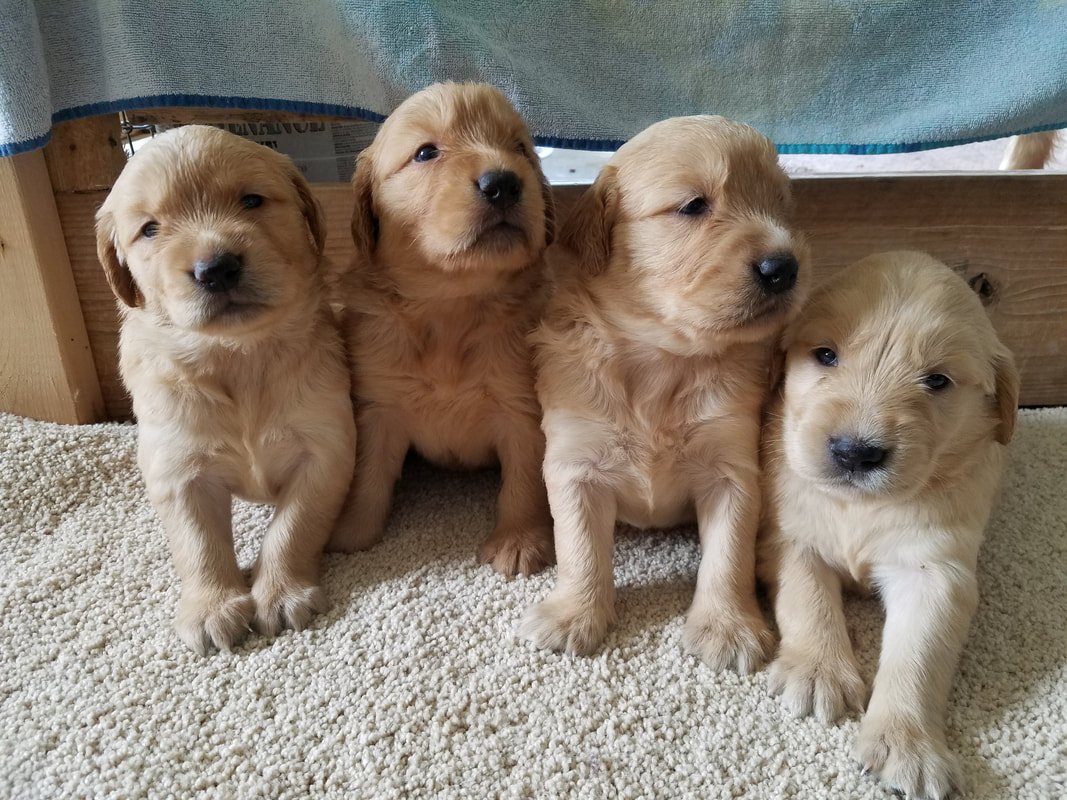 Golden Retriever Puppies Mt Juliet Tn : Golden Retriever Puppies For ...