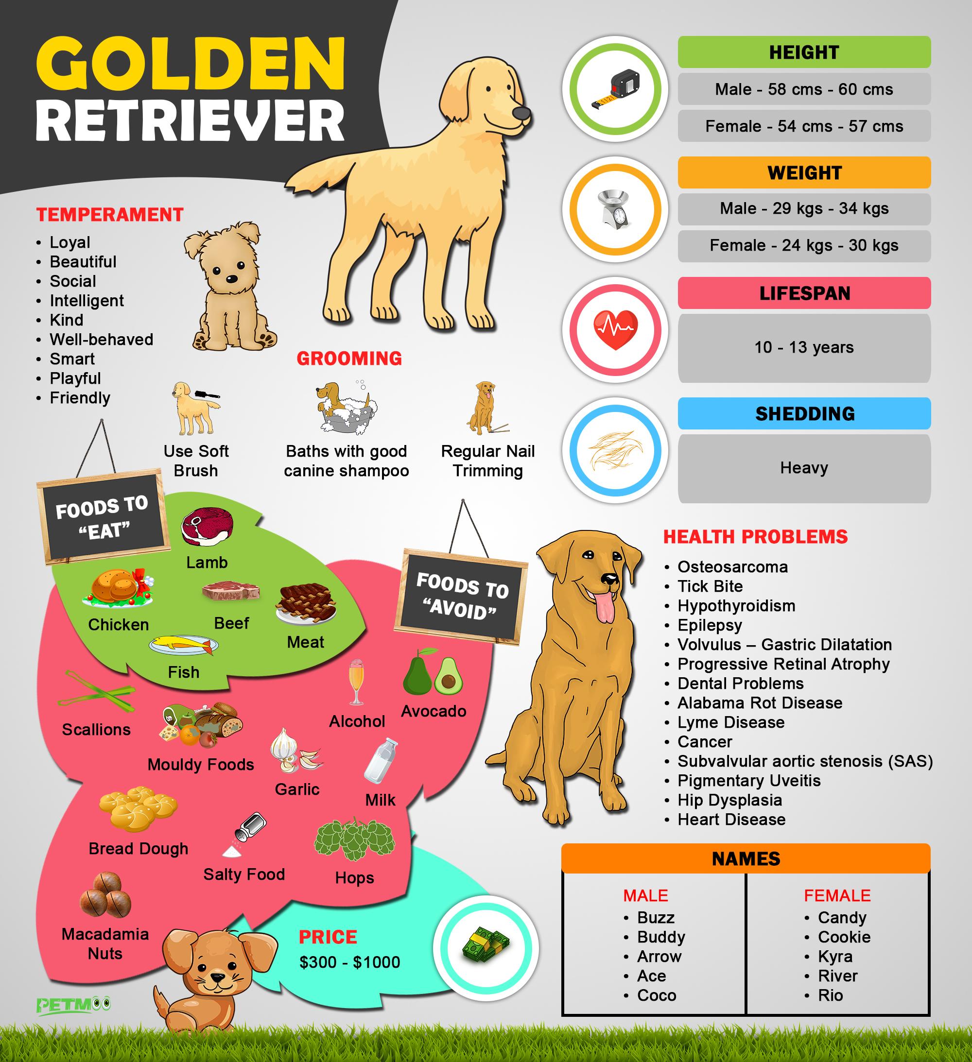 Golden Retriever Puppies  Must Know Facts and Traits