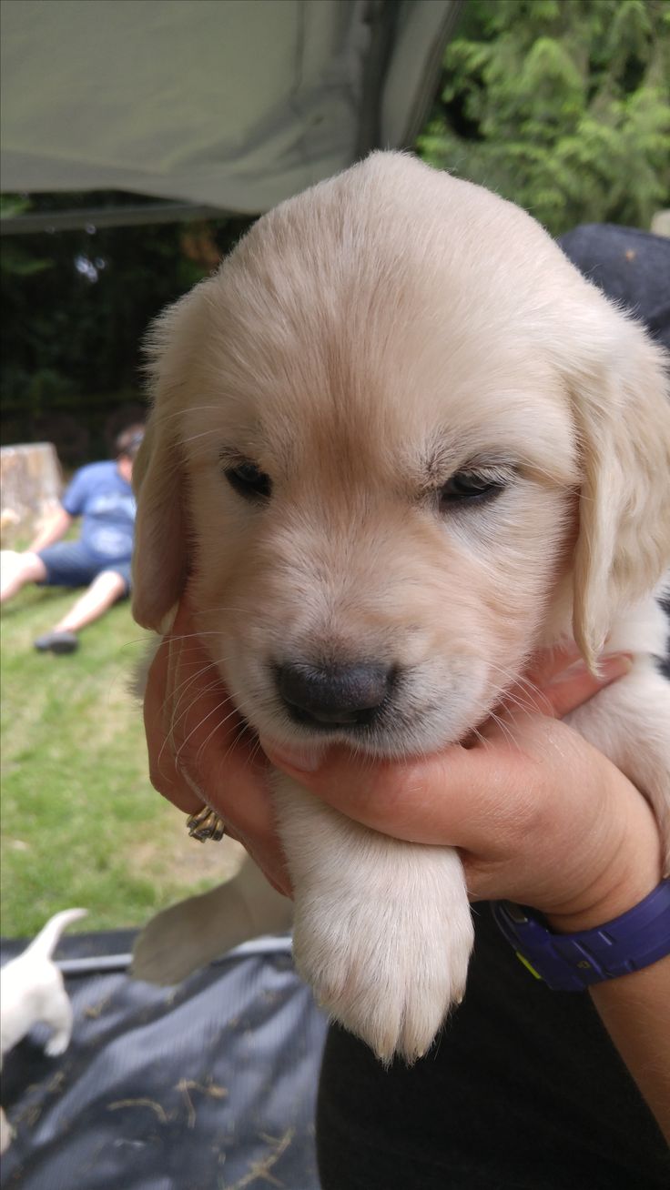 Golden Retriever Puppies New Jersey : Chester the Puppy ...