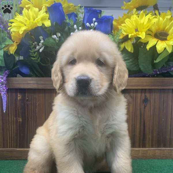 Golden Retriever Puppies Ny / Golden Retriever puppy for sale near New ...