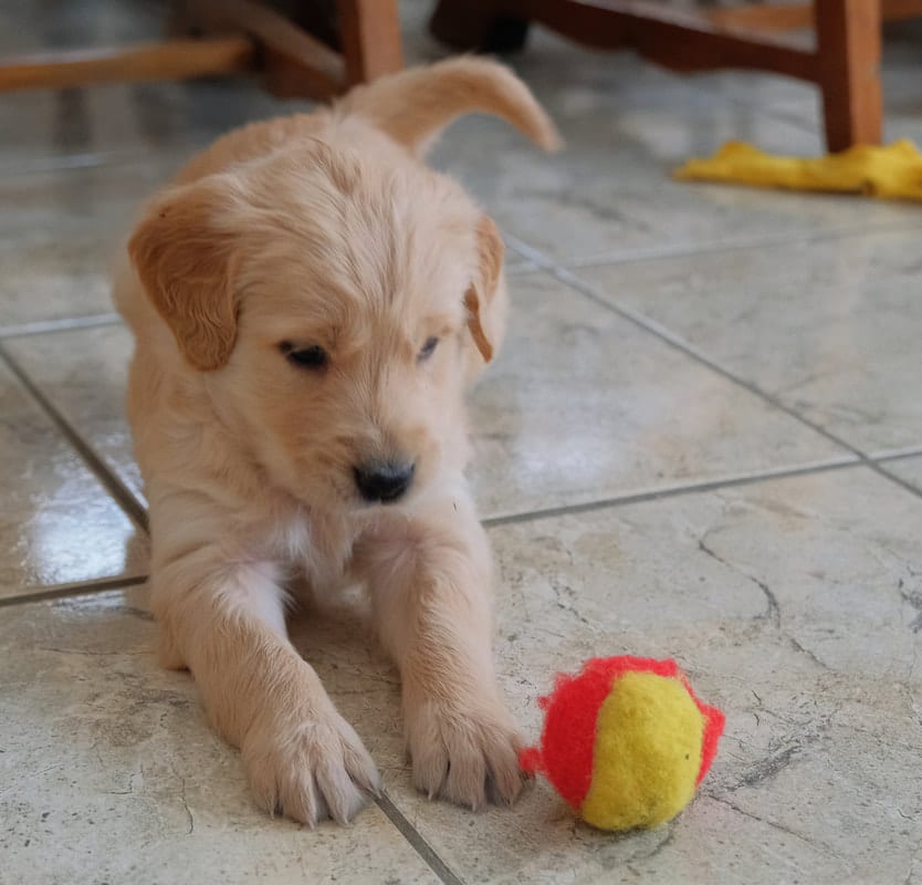 Golden Retriever Puppies of Central Minnesota for sale!