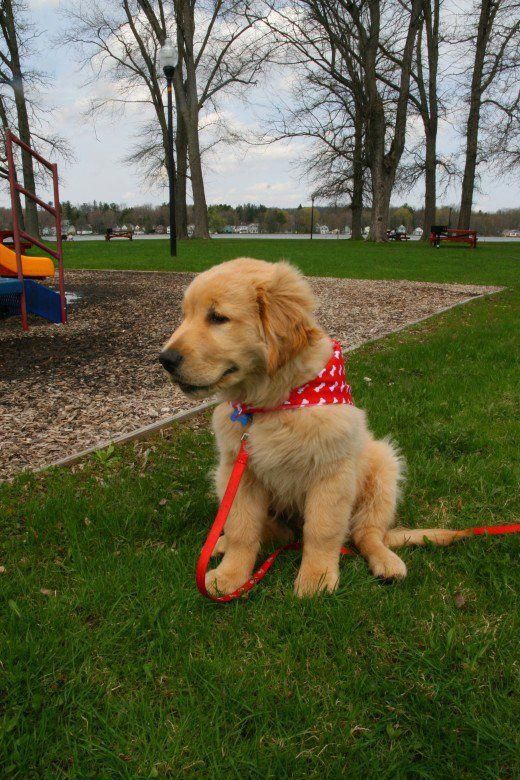 Golden Retriever Puppies Ohio Cheap