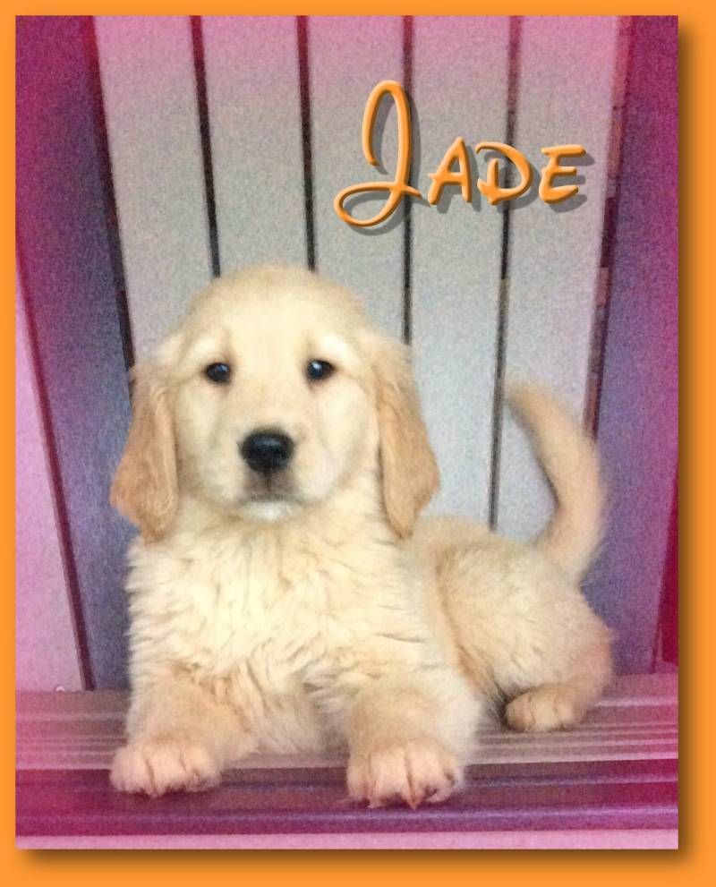 Golden Retriever Puppies Ohio Under $500