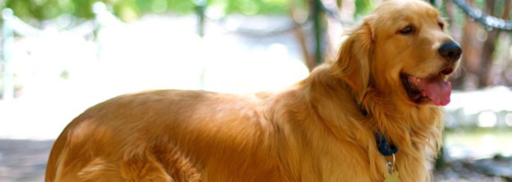 Golden retriever puppies orange county, MISHKANET.COM