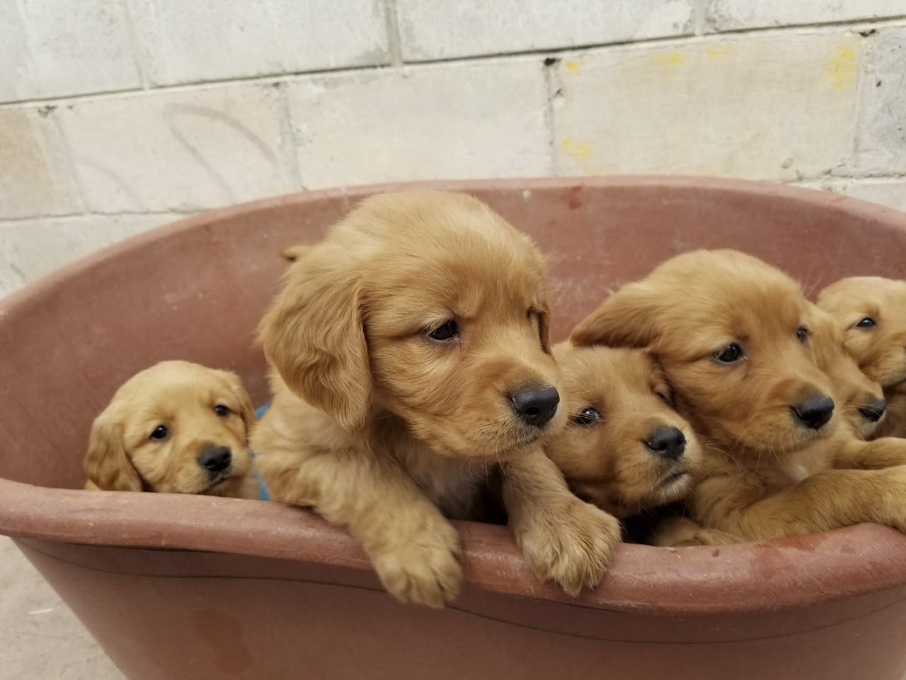 Golden Retriever Puppies  PetsKona.com
