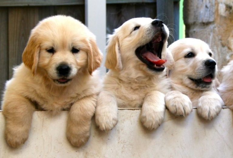 Golden Retriever puppies price range. How much does a ...