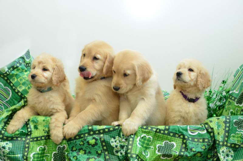 Golden Retriever Puppies Rhode Island