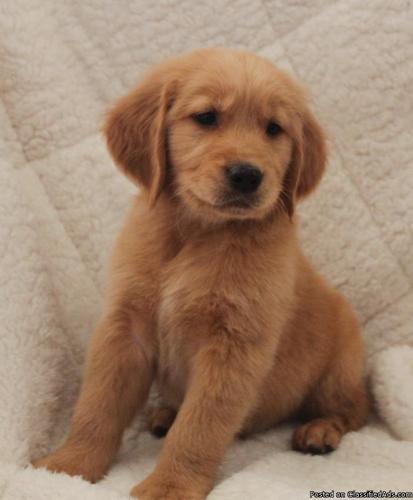 Golden Retriever Puppies Richmond Virginia / Golden Retriever Dogs And ...