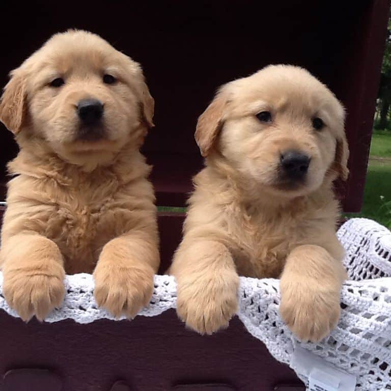 Golden Retriever Puppies Rochester Ny / Golden Retriever Puppies For ...