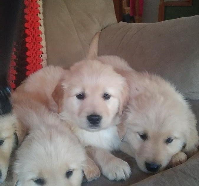 Golden Retriever Puppies San Antonio : Golden Retriever Rescue Texas ...